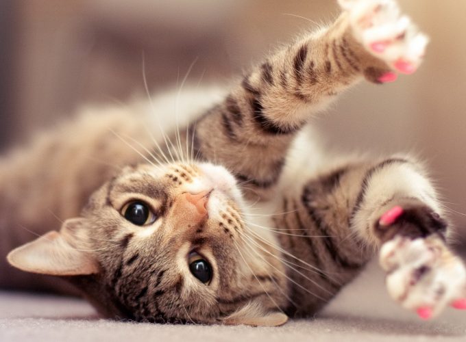 Wallpaper Kitty, kitten, cat, eyes, cute, gray, Animals 9692818637